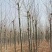 今年法桐产地价格8公分10公12公分基地法桐