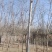今年法桐产地价格8公分10公12公分基地法桐