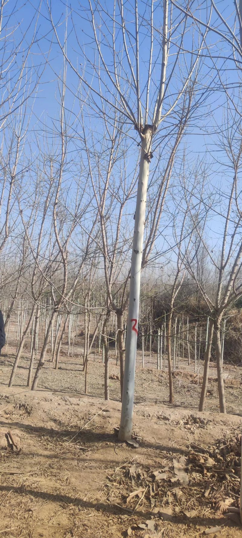 今年法桐产地价格8公分10公12公分基地法桐