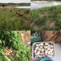 散养土鸡蛋，土公鸡，大鹅蛋