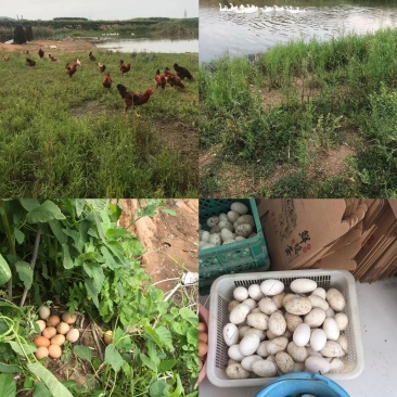 散养土鸡蛋，土公鸡，大鹅蛋