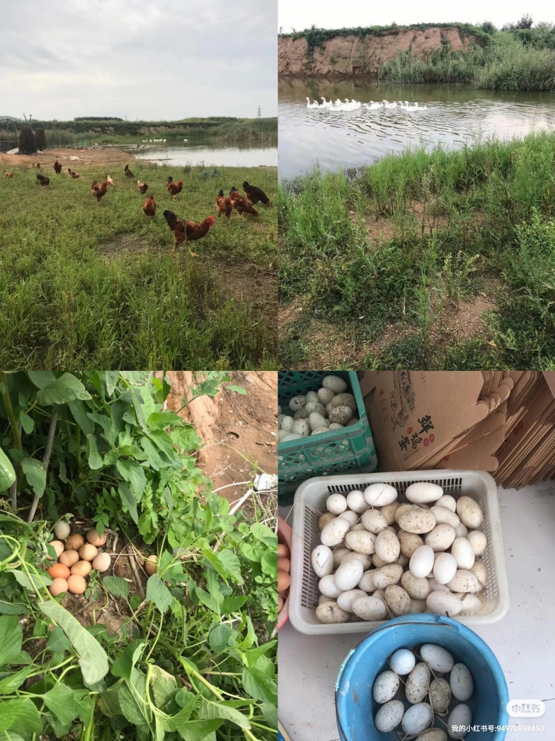 散养土鸡蛋，土公鸡，大鹅蛋