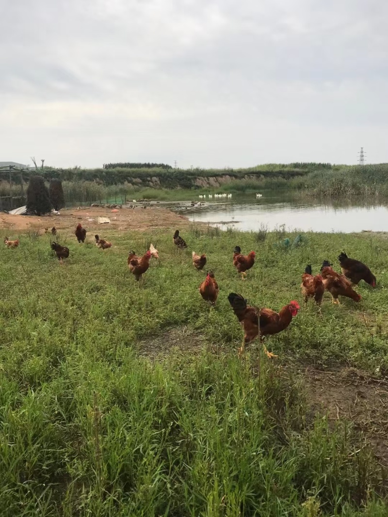 散养土鸡蛋，土公鸡，大鹅蛋