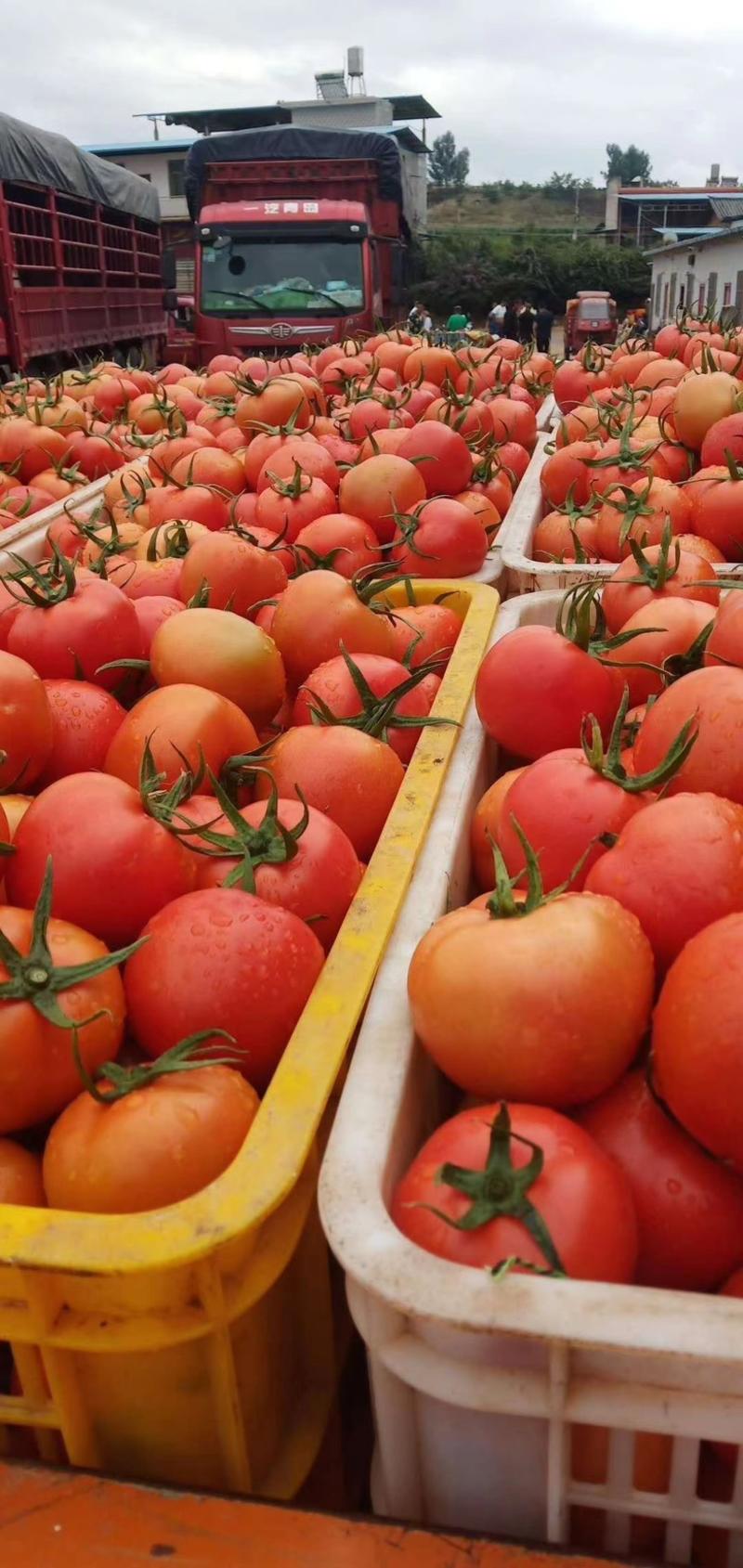 大红，硬粉西红柿，圣女果，千禧西红柿电商货市场货大量供应