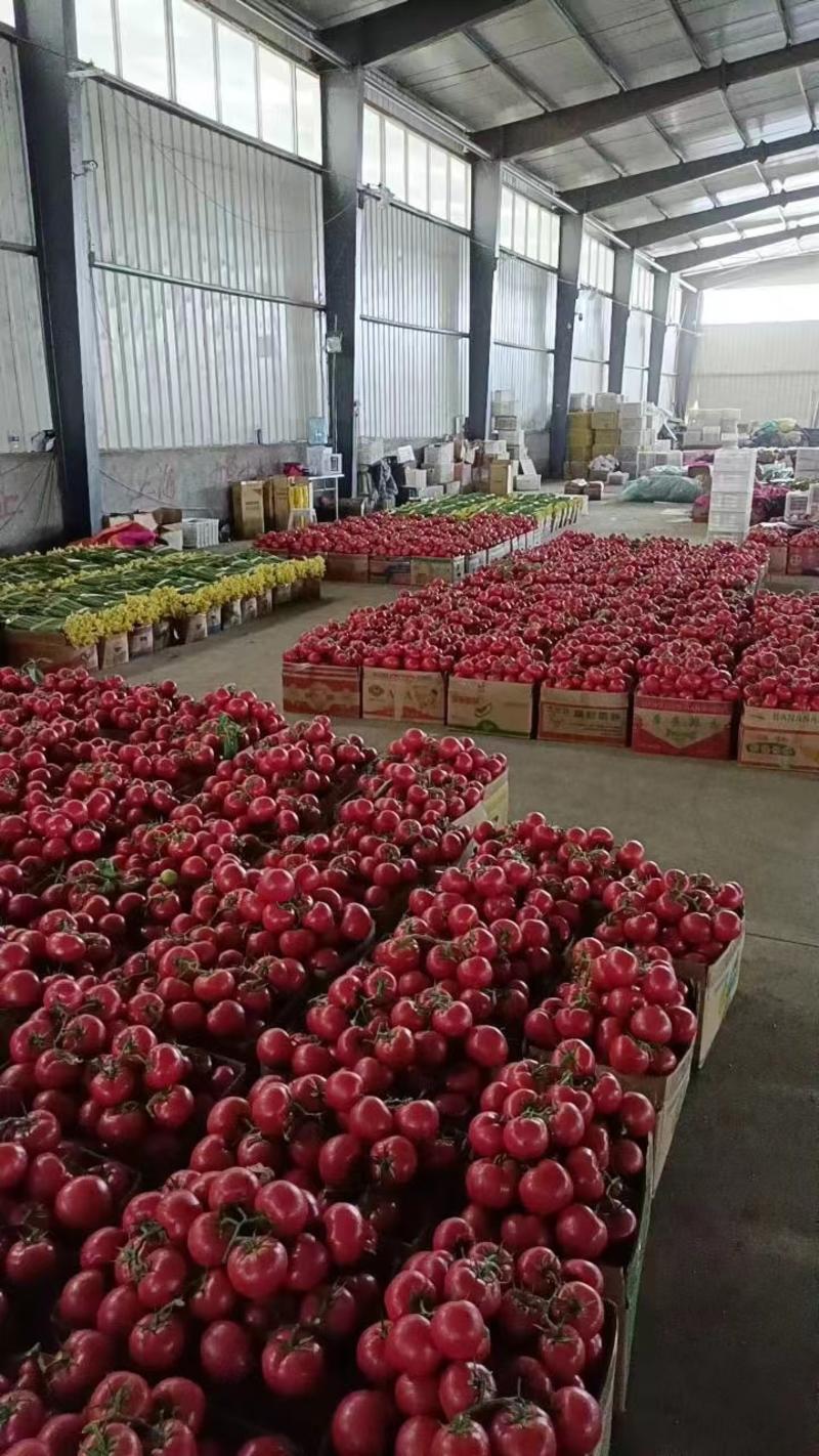 大红，硬粉西红柿，圣女果，千禧西红柿电商货市场货大量供应