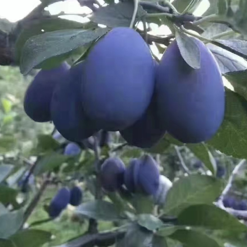 西梅苗东北抗寒西梅苗法兰西蓝蜜蒙娜丽莎西梅苗