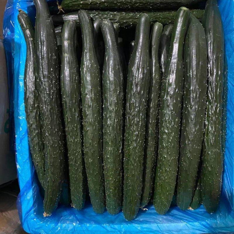 夏邑蜜刺黄瓜，青嚷青肉，对接超市，电商，商超，市场