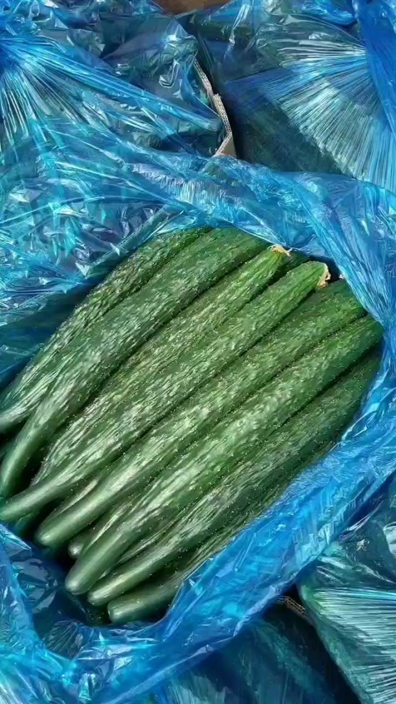 夏邑蜜刺黄瓜，青嚷青肉，对接超市，电商，商超，市场