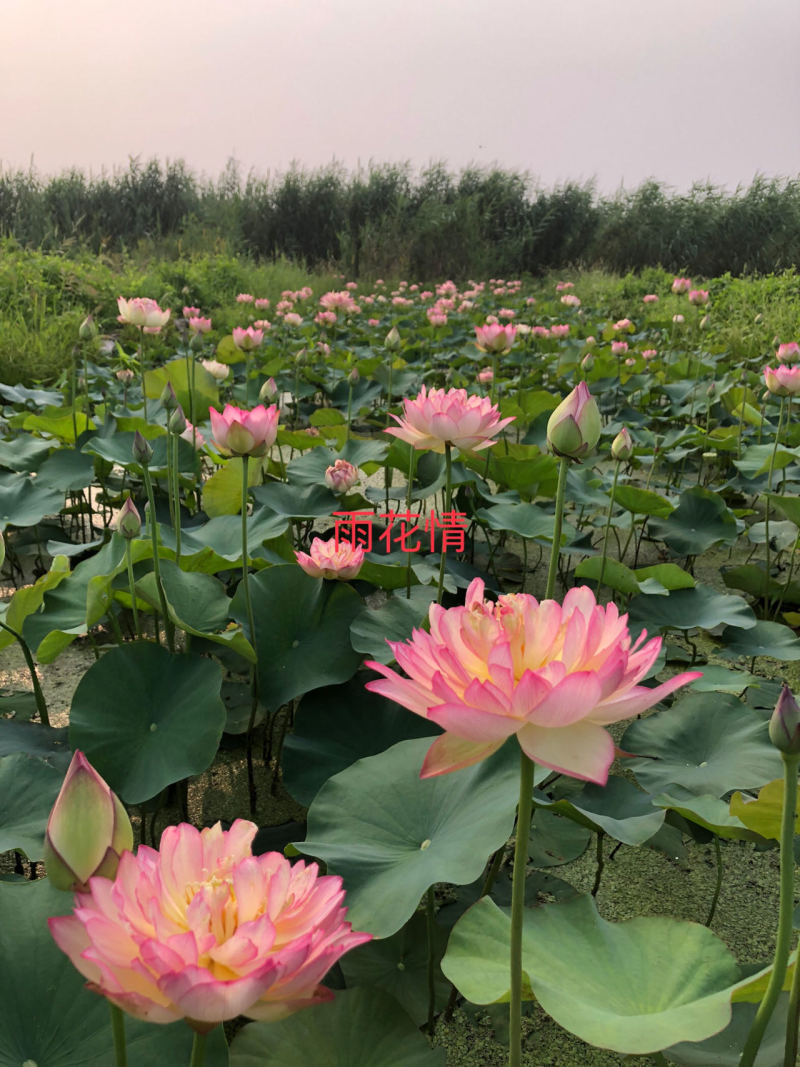 荷花欢赏型，基地直发，欢迎订购