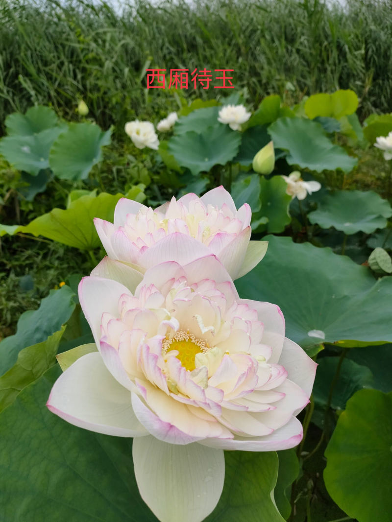荷花欢赏型，基地直发，欢迎订购