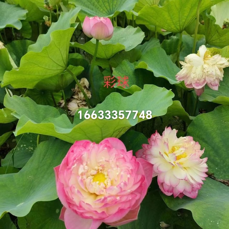 河北保定荷花，复瓣荷花，盆栽荷花品种齐全，欢迎咨询
