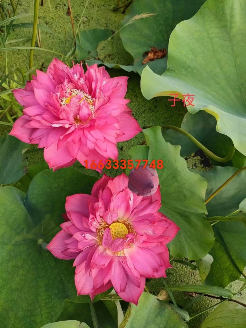 精品荷花，观赏价值高，欢迎致电