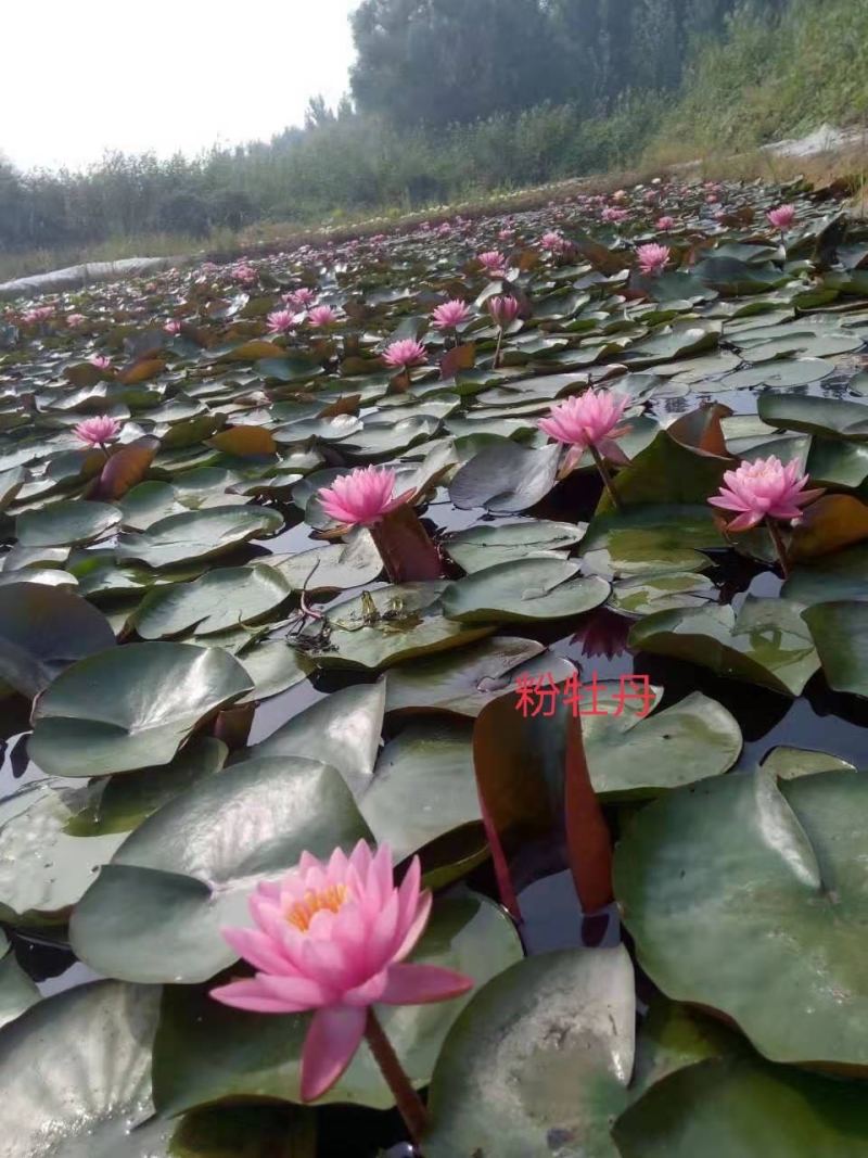 【热卖】河北睡莲种苗，量大从优，可视频看货，欢迎订购