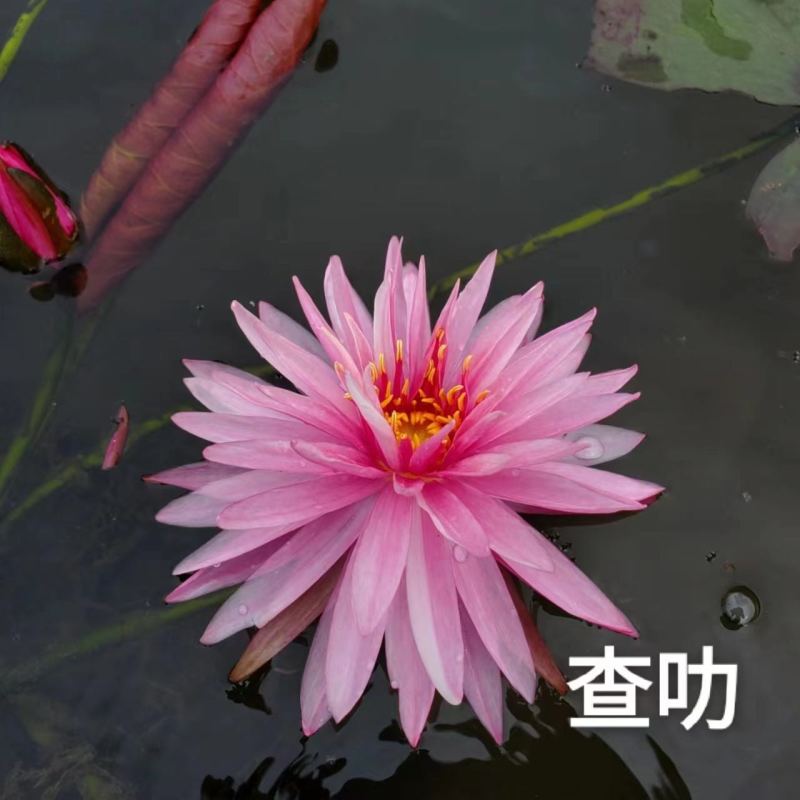 【热卖】河北睡莲种苗，量大从优，可视频看货，欢迎订购