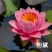 【热卖】河北睡莲种苗，量大从优，可视频看货，欢迎订购