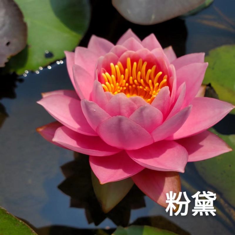 【热卖】河北睡莲种苗，量大从优，可视频看货，欢迎订购