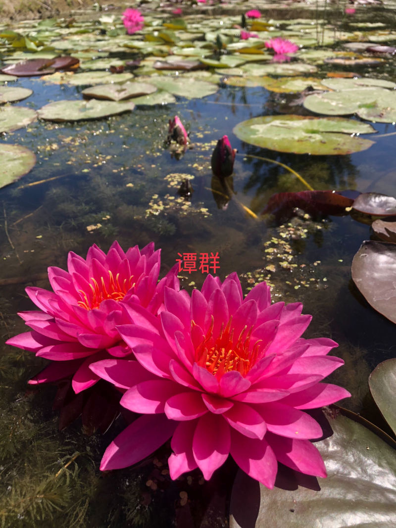 【热卖】河北睡莲种苗，量大从优，可视频看货，欢迎订购