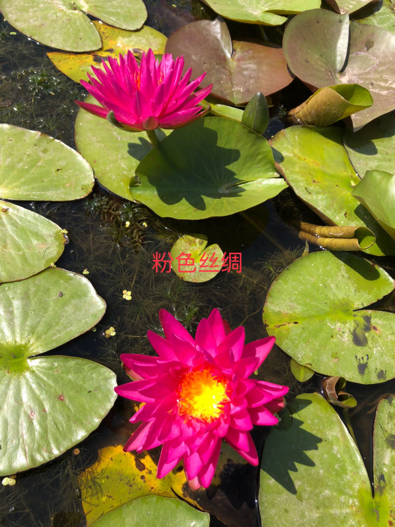 【热卖】河北睡莲种苗，量大从优，可视频看货，欢迎订购