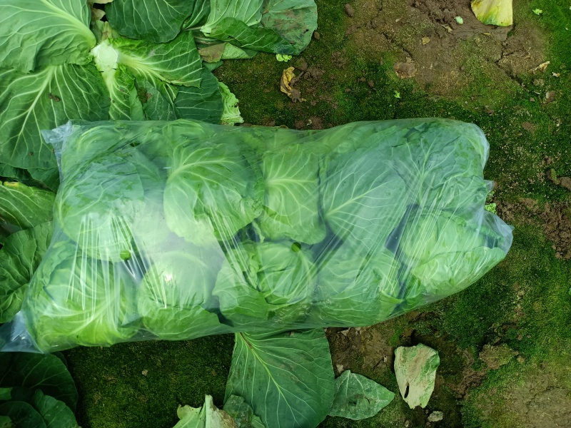 优质大头菜