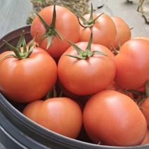自家种植西红柿大量上市，价格美丽，量大从优欢迎！