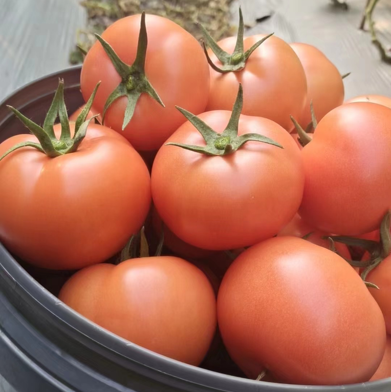 自家种植西红柿大量上市，价格美丽，量大从优欢迎电话联系！