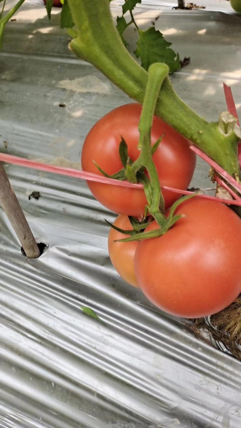 自家种植西红柿大量上市，价格美丽，量大从优欢迎电话联系！