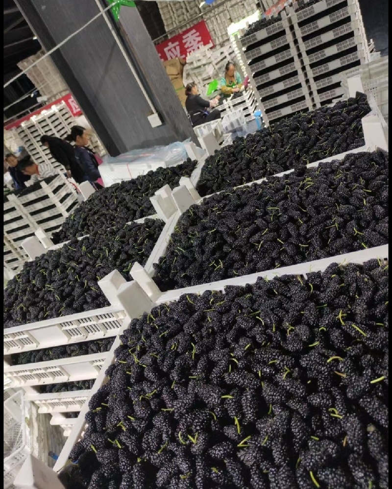 【商家推荐】新鲜桑椹四川货口感好产地一手货源量大从优