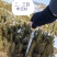 云杉小苗，杯苗，定植树规格全成活率高品种好，欢迎选购