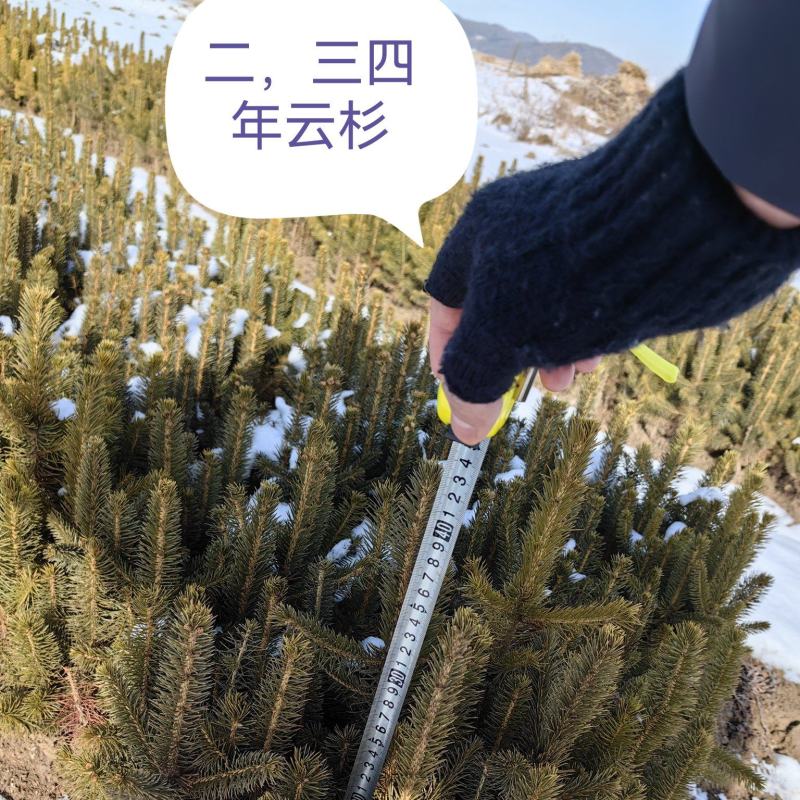 云杉小苗，杯苗，定植树规格全成活率高品种好，欢迎选购