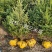 云杉小苗，杯苗，定植树规格全成活率高品种好，欢迎选购