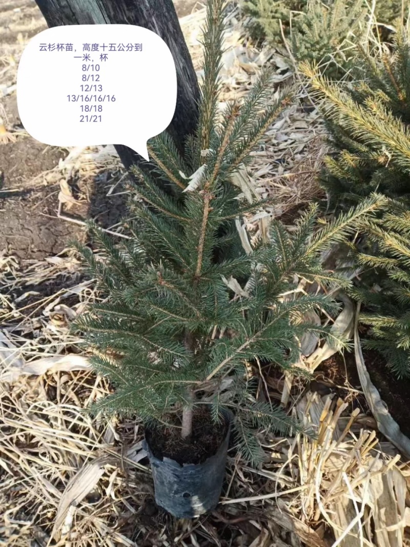 云杉小苗，杯苗，定植树规格全成活率高品种好，欢迎选购