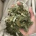 淫羊藿实拍图片现货秒发淫羊藿
