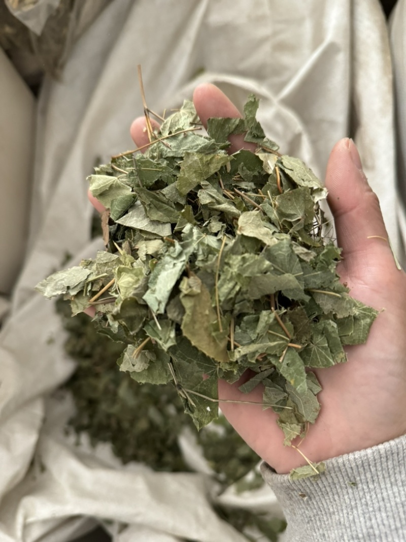 淫羊藿实拍图片现货秒发淫羊藿