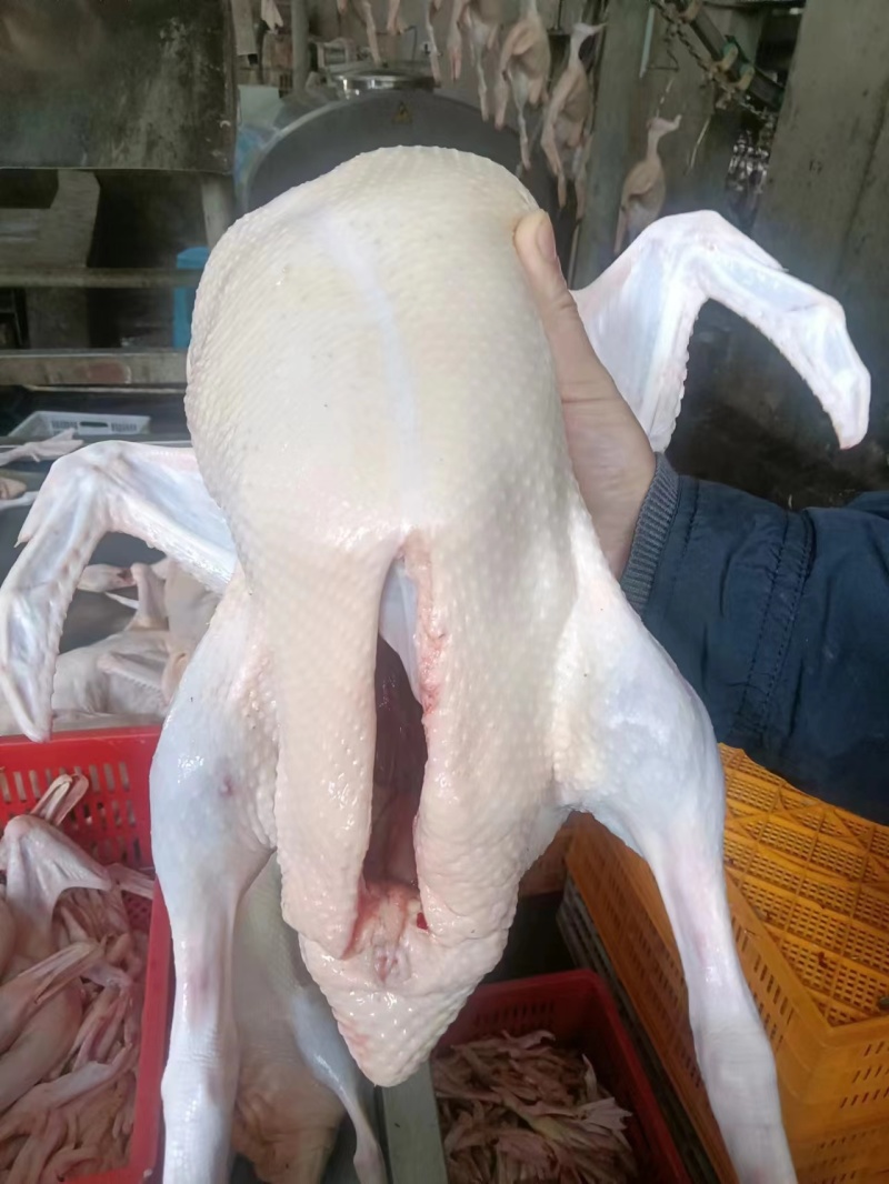 白条鸭