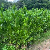 马占相思