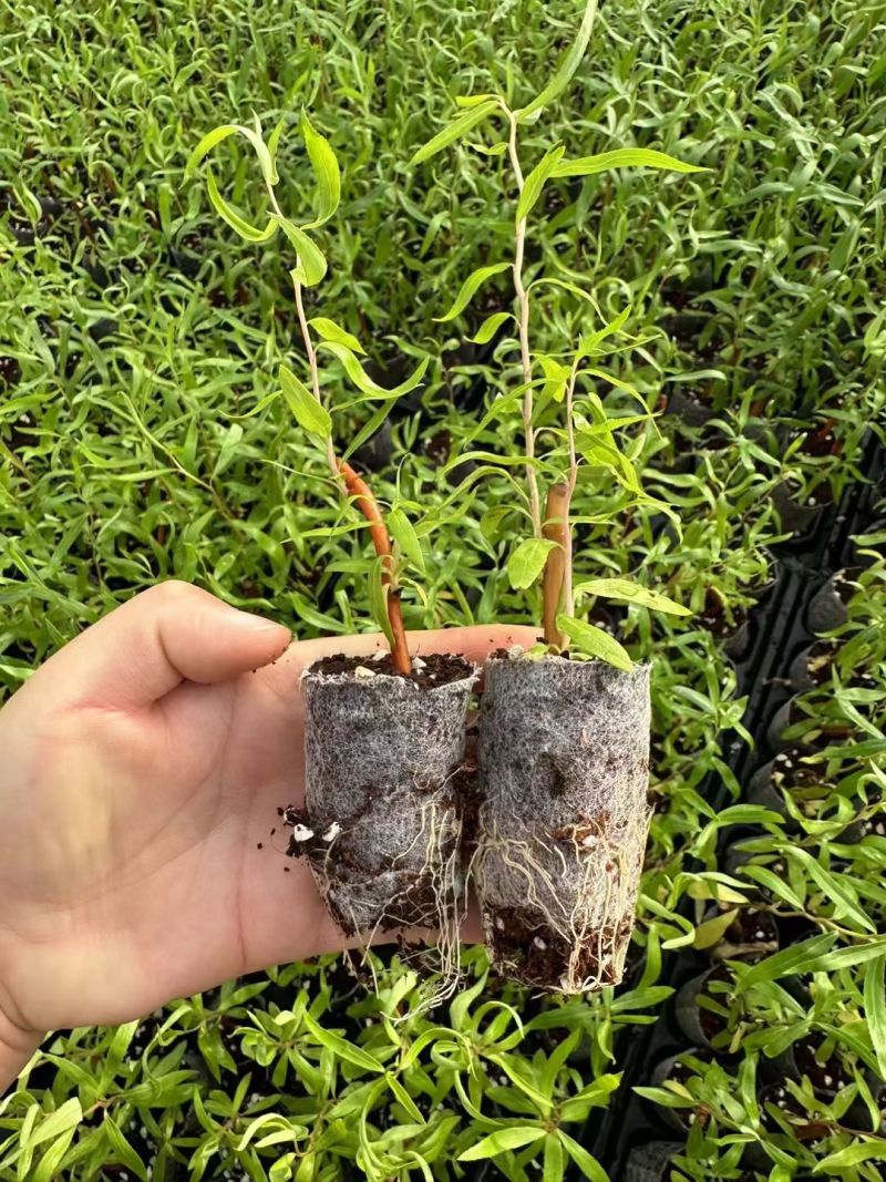 黄金龙柳种苗可接受零下十五度种植全国各地都可发货