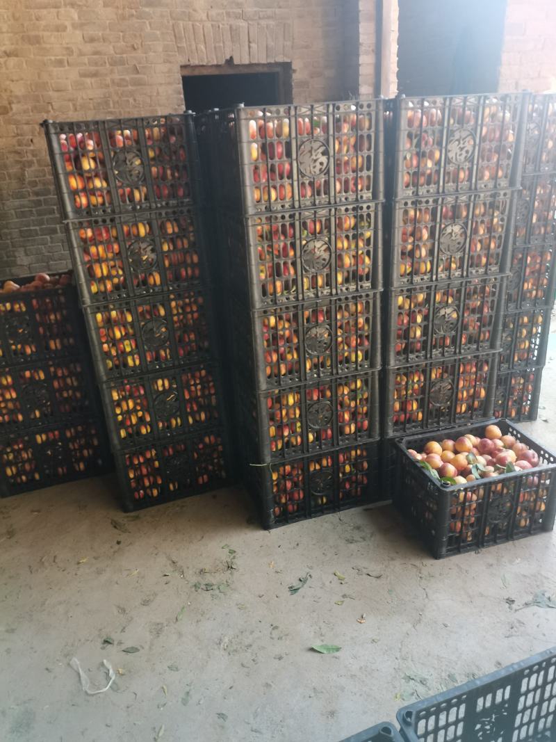 黄肉油桃加工厂原料大量供应（罐头厂，果汁厂原料）