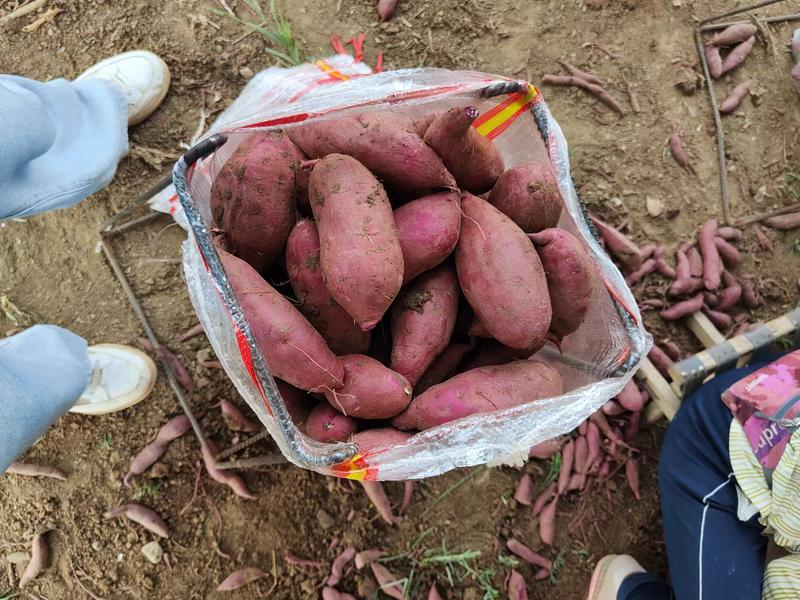 【紫薯】湖北紫罗兰紫薯大量供应对接全国市场电商