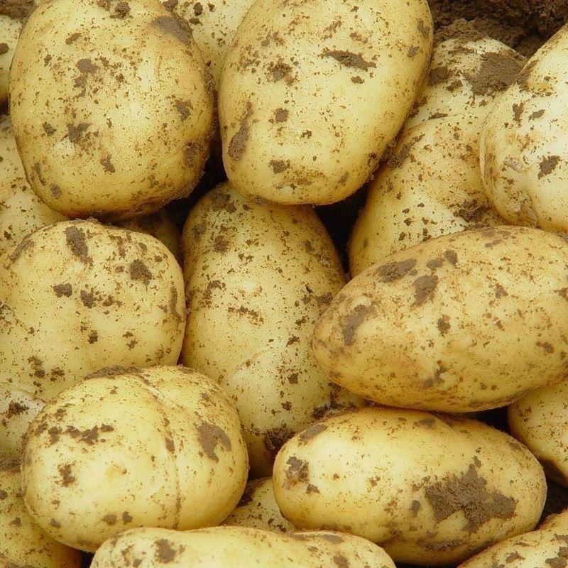 优质土豆希森土豆v7黄心土豆荷兰土豆品种齐全常年供应