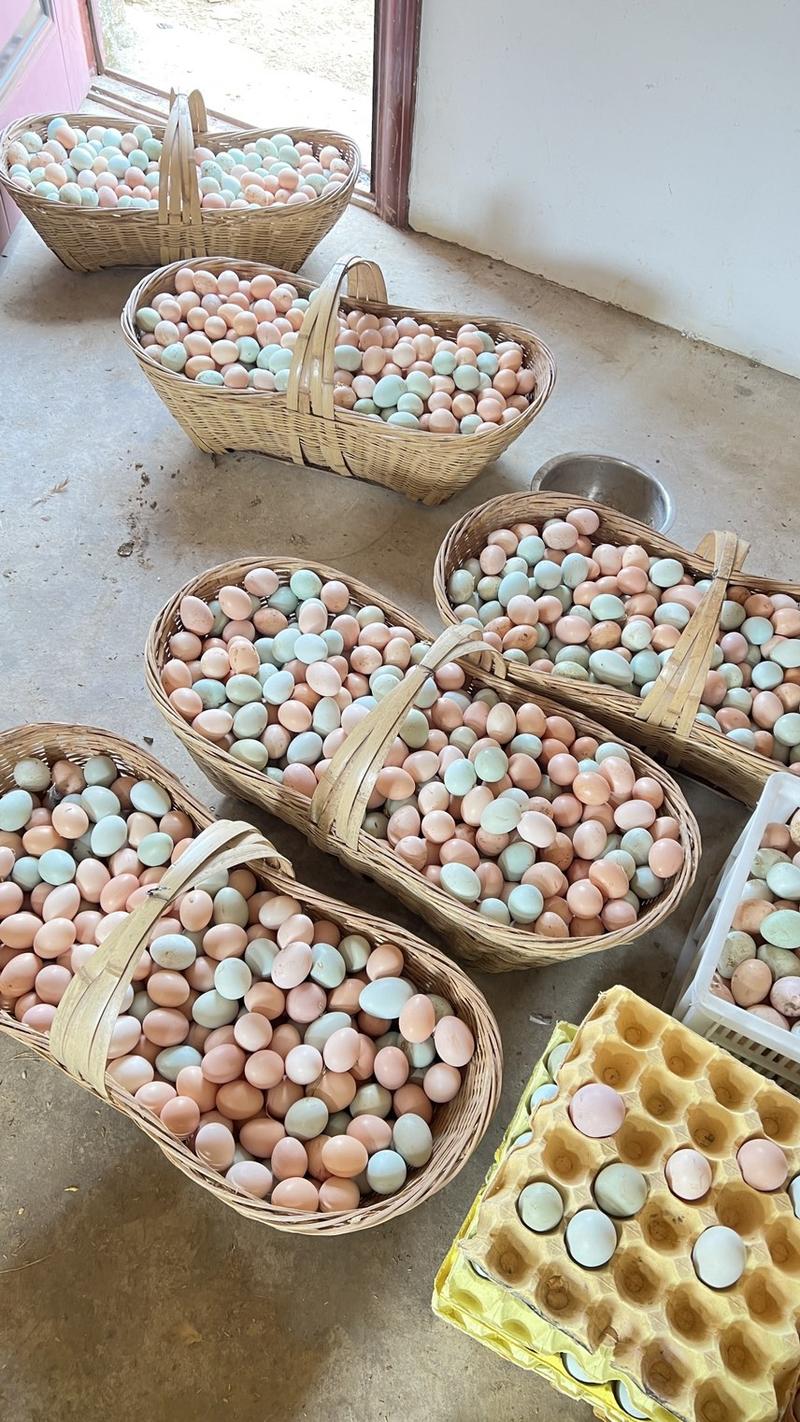 [一件代发]乌鸡蛋农家散养绿壳土鸡蛋乌鸡蛋30枚绿壳鸡蛋