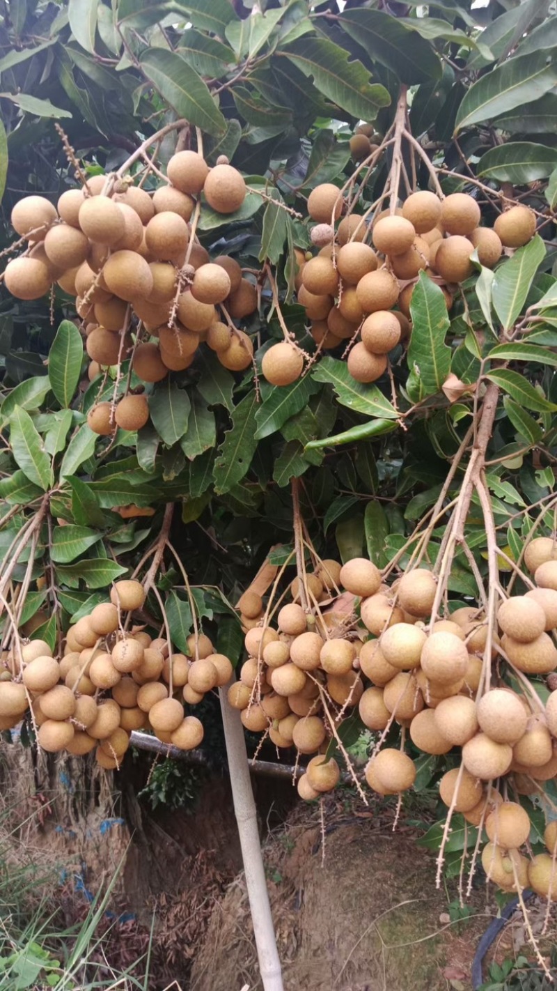 海南龙眼反季节果
