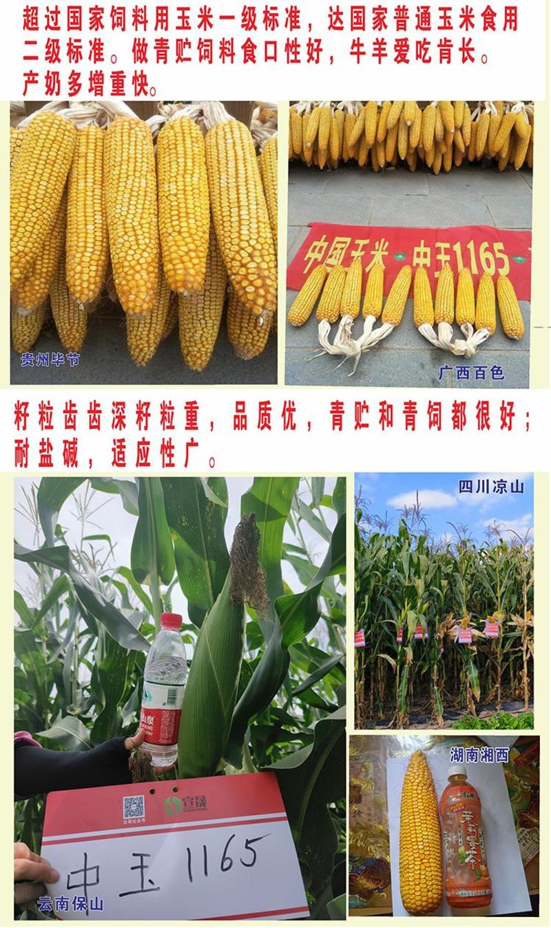青贮粮饲兼用杂交玉米种高产抗倒优质中玉1165