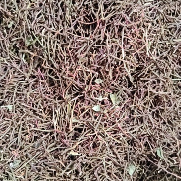 大红袍花椒杆，可打调料，产地直发，一手货源，欢迎采购