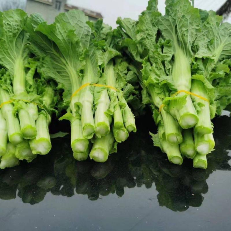白菜苔精品大量上市