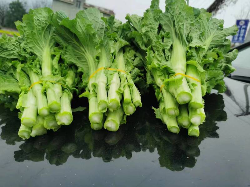 白菜苔精品大量上市