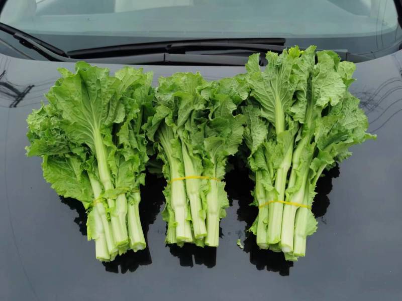 白菜苔精品大量上市