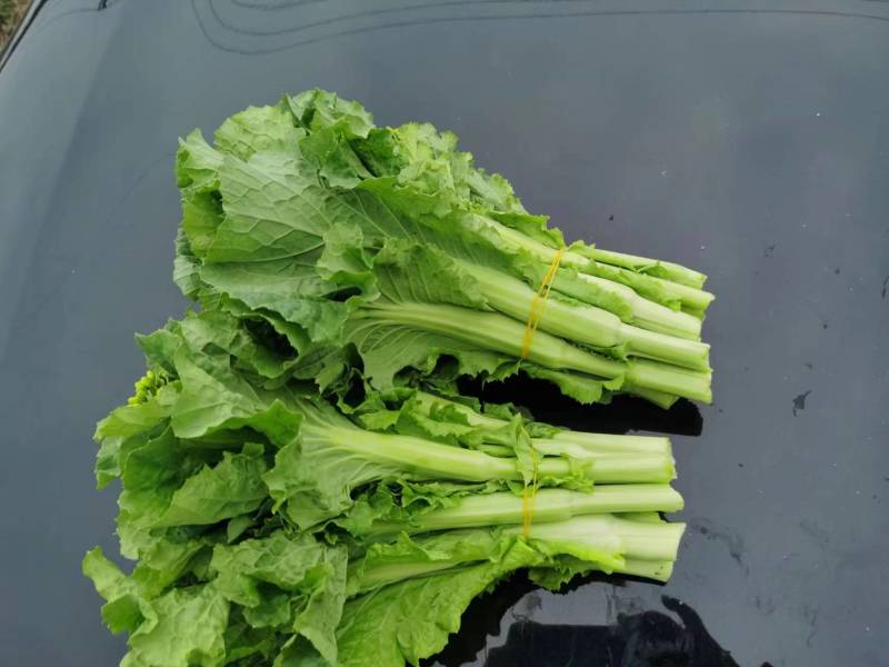白菜苔精品大量上市