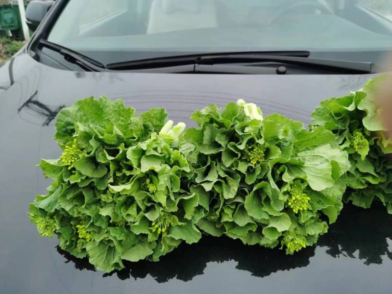白菜苔精品大量上市