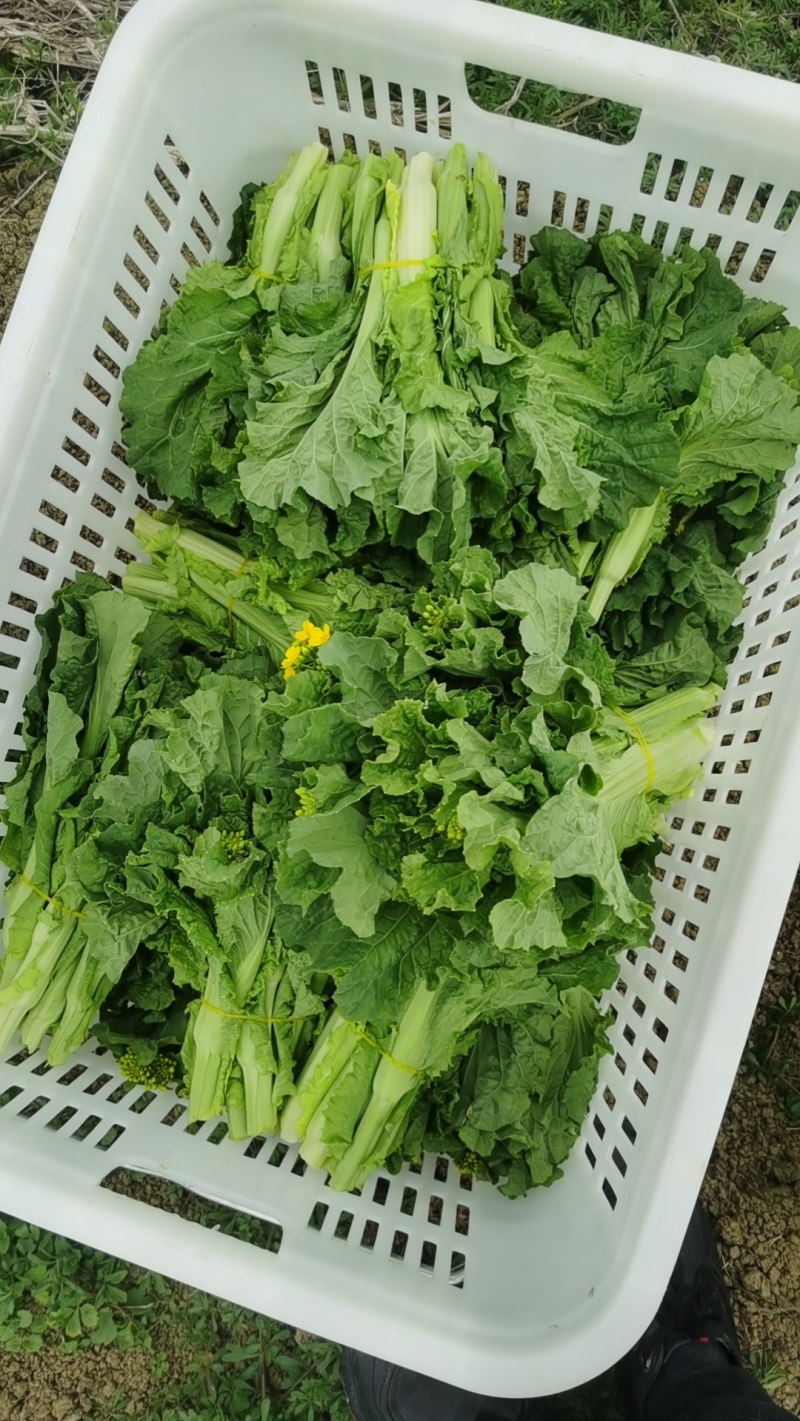 白菜苔精品大量上市