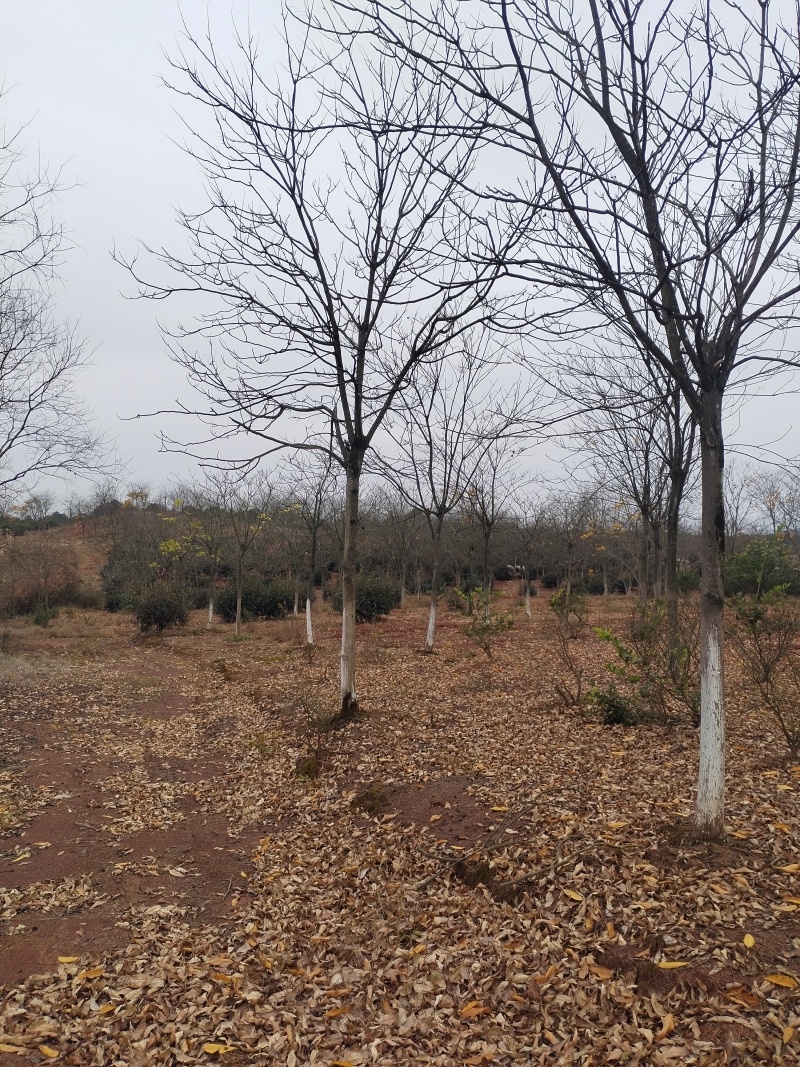 江西无患子品质保证产地直发可视频看货欢迎咨询